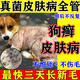狗狗皮膚病專用狗癬貓癬真菌感染狗子皮炎瘙癢掉毛潰爛用外用噴劑 單瓶裝【小面積皮膚病當(dāng)晚好】