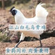 純種江山白毛烏骨雞白羽脫溫苗半大藍耳散養蛋雞包活純正寵物雞 4只裝）1.5左右江山白【公母備注