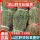 北京同仁堂正宗野生新鮮田基黃干貨中藥材500g地耳草黃花草雀舌草整株田基王 [野生]250克
