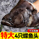 北海灣 鰈魚(yú)頭 冷凍碟魚(yú)頭超大鴉片魚(yú)深海新鮮比目魚(yú)格陵蘭鰈魚(yú)身整條 【200-300g/只】共4只凈1000g