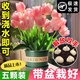木允瑤郁金香種球盆栽帶花苞重瓣五度球百合風(fēng)信子室內(nèi)耐寒花卉植物 粉色印象郁金香5大球+2包營養(yǎng)液