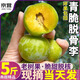 四叔公果蔬正宗四川汶川脫骨李子【多地次日達(dá)】五月脆青紅脆水果送禮盒裝 精選頭茬果【特甜】｜單果15-18g 5斤裝【爆款推薦-80%買】蕞劃算