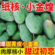 張小壯廣西金煌芒  芒果 百色田東芒果生鮮 當季時令新鮮生鮮水果 8.5-9斤實惠款（單果200g起）
