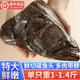 鯨甘郎特大碟魚(yú)頭新鮮鴉片魚(yú)鮮切鰈魚(yú)頭超大比目魚(yú)深海海鮮生鮮魚(yú)類(lèi)順豐 1只 特大鮮切【單只 500g -700g】