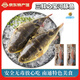 中洋魚(yú)天下中洋魚(yú)天下無(wú)毒河豚魚(yú)暗紋東方鲀 150g生鮮年貨 冷凍魚(yú)類(lèi)海鮮水產(chǎn) 河豚魚(yú)150g/條 2條裝