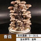 【不出菇包賠】家庭陽臺菌種菌包家庭新鮮蘑菇種植食用包多次采摘 【香菇發(fā)二包送噴壺】 新鮮菌菇品種多//味道鮮美