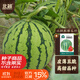 北蔬 冰糖麒麟西瓜種子種苗超甜脆四季水果種籽 冰糖麒麟瓜種子約50粒