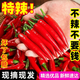黃六爺貴州特辣小米辣椒新鮮10斤魔鬼紅辣椒朝天椒指天椒尖椒蔬菜批發(fā) 5斤 【精選特辣紅小米椒】