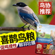 灰i喜鵲鳥糧雛幼鳥專用飼料四喜鳥伯勞畫眉松鴉通用亮羽壯膘糧食 1小罐【面包蟲干】365ml