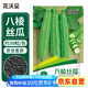 花沃里八棱絲瓜約30粒/包 蔬菜種子四季菜種籽速成菜陽(yáng)臺盆栽庭院田間種