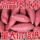【首單直降】超甜沙地蜜薯新鮮紅薯黃心板栗薯正宗蜜薯紅心5/9斤 帶箱9斤裝//優(yōu)選中果