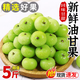 新鮮油甘果5斤余甘果牛甘子當(dāng)季現(xiàn)摘油柑滇橄欖孕婦酸甜水果包郵R 3斤【帶箱實(shí)惠裝】