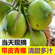甘果有約海南椰子帶皮椰青新鮮椰子現(xiàn)摘帶皮青椰子椰青補(bǔ)羊水孕婦水果 6個(gè)帶皮老嫩隨機(jī)發(fā)