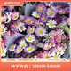 虹越萌吖吖花卉種子 花園庭院陽(yáng)臺(tái)賞花切花種子 翠菊 霜降 混色