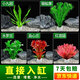 瘋狂水草魚(yú)缸水草凈化水質(zhì)套餐蜈蚣草陰性水草浮萍植物活體水培 好養定植套餐 【適合20-30缸】