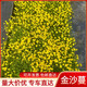 金莎蔓黃金花苗會(huì)開花的草皮伏脅花花園庭院地被花鏡爬地工程植物 金沙蔓【6方盤】可鋪一平