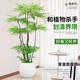 嘆為觀止 大型盆栽 單桿辮子發(fā)財(cái)樹天堂鳥綠蘿散尾葵辦公室內(nèi)開業(yè)喬遷禮品 南天竹-1.5-1.6米【圓球盆】 含盆