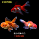 金魚(yú)觀(guān)賞魚(yú)活體小金魚(yú)冷水魚(yú)淡水好養耐活貨國風(fēng)純種魚(yú)苗獅子頭魚(yú) 7-8CM鎏金+紅白+紅獅