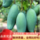 鮮青錄桂七芒果廣西百色田東甜心大芒新鮮應(yīng)季甜糯熱帶水果 凈重3斤（單果3-4兩）