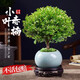 京悠雨德國小葉赤楠老樁苗紫檀微景觀水培辦公室四季好養(yǎng)金絲楠木小綠植 帶盆栽好、精品小葉赤楠+原生盆+肥料