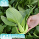 壽禾油菜種子矮腳上海青梗菜蔬菜小白菜快菜秋季壽光蔬種籽四季青菜 傳統(tǒng)上海青油菜種子20gx3包
