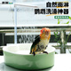 NES小鸚鵡洗澡盆自動循環(huán)鳥專用虎皮玄風牡丹八哥洗澡神器浴盆特大號 綠色橢圓循環(huán)淋浴盆