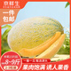 京鮮生新疆86王八六王蜜瓜 單果2.5斤起 凈重8-9斤 2-3粒裝 源頭直發(fā)