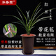 華香園蘭花苗【紅豆】春蘭銘品 濃香型 帶花苞 盆栽鮮花多肉 紅豆6苗帶盆(棕色盆)帶花