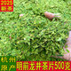 萃隱龍井茶2025新茶高碎芯正宗浙江好品質(zhì)豆香嫩芽茶葉龍井碎片500g 袋裝
