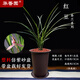 華香園蘭花苗【紅豆】春蘭紅花銘品 濃香型不帶花耐陰綠植盆栽鮮花多肉 紅豆6苗帶盆(棕色盆)不帶花苞