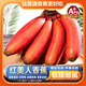 福建漳州紅美人香蕉整箱5斤應(yīng)季新鮮水果香甜土樓紅皮banana水果L 3斤裝