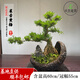 卓美御庭高端黃楊造型盆景老樁真樹(shù)室內外庭院客廳陽(yáng)臺辦公室耐活好養盆栽 精品黃楊盆景