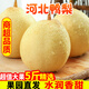 正宗河北大鴨梨新鮮水果10斤水晶梨子當季整箱5斤趙縣雪梨 5斤 中果