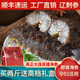 參聚福即食海參 鮮食海參營養(yǎng)滋補(bǔ)送禮佳品 即食海參1000g 6-10頭/斤