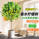 植男植女客廳大型香水檸檬樹(shù)不帶花果綠植四季植物室內盆栽源頭直發(fā)