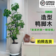 嘆為觀(guān)止大型植物發(fā)財樹(shù)各種大顆盆栽開(kāi)業(yè)喬遷客廳辦公室內好養大型花卉 造型鴨腳木【1.5-1.7米】 含盆