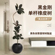 瑯闕1.5-1.7m黑金剛橡皮樹客廳綠植室內(nèi)大盆落地盆栽單枝黑球源頭直發(fā)