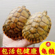 富龜龜寶巴西龜小烏龜活物寵物龜家養活體長(cháng)壽金錢(qián)金龜情侶黃金招財巴西龜 10-11厘米 單身烏龜1只