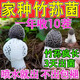竹蓀菌種菌菇種植包懶人栽培菌菇食用種植包陽(yáng)臺家庭裝蘑菇可食用 單袋裝_1200g【懶人種植包】