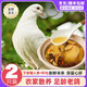 頤鄉(xiāng)情農(nóng)家新鮮現(xiàn)殺鴿子肉鴿子 生鮮鴿子乳鴿老鴿子 煲湯孕婦滋補(bǔ)鴿子湯 五年老鴿子2只(凈重8兩)料包人參
