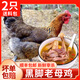 崠鮮 雞 老母雞 農家散養土雞肉 新鮮冷凍整只燉湯雞肉生鮮 黑爪老母雞2只 凈重3斤/只