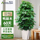 愛優(yōu)尚八方來財(cái)鴨腳木客廳大型綠植盆栽室內(nèi)吸甲醛喬遷發(fā)財(cái)樹源頭直發(fā)