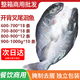 火歡王叉尾鮰魚(yú) 三去開(kāi)背腌制調味半成品烤魚(yú)紙包魚(yú) 冷凍商品批發(fā) 600-700克18條/箱