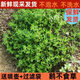 新鮮現(xiàn)采鵝不食草野生天然鵝仔不吃草汁滴鼻100g  300g中藥材 新鮮200克送濾布+噴壺【冷鏈發(fā)貨
