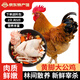 崠鮮農(nóng)家散養(yǎng)土公雞肉新鮮青腳黃雞黑鳳大公雞土雞走地雞整雞雞肉生鮮 黃腳大公雞發(fā)2只 （凈重共5斤）