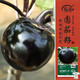 壽禾圓茄子種子苗紫黑鮮嫩秋季蔬菜種籽 濰育黑豹二號種子100粒*2袋