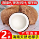 兮柔海南椰子 老椰子 毛椰子椰皇肉厚煲湯榨汁椰子雞孕婦椰子新鮮水果 2個裝 單果1-1.5斤