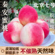 【秦安蜜桃北京七號】正宗甘肅天水秦安水蜜桃新鮮水果現(xiàn)摘現(xiàn)發(fā) 實惠中果16顆禮盒裝【70-75mm】