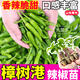 大菜鄉正宗樟樹(shù)港辣椒苗秧香辣脆甜四季高產(chǎn)紅小米七彩辣椒陽(yáng)臺小院盆栽 樟樹(shù)港辣椒苗5棵+送1棵+10g肥