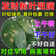 發(fā)財(cái)樹葉斑病專用藥葉子發(fā)黃掉葉爛根白斑發(fā)財(cái)樹專用營(yíng)養(yǎng)液肥料 1瓶【發(fā)財(cái)樹專用藥】
